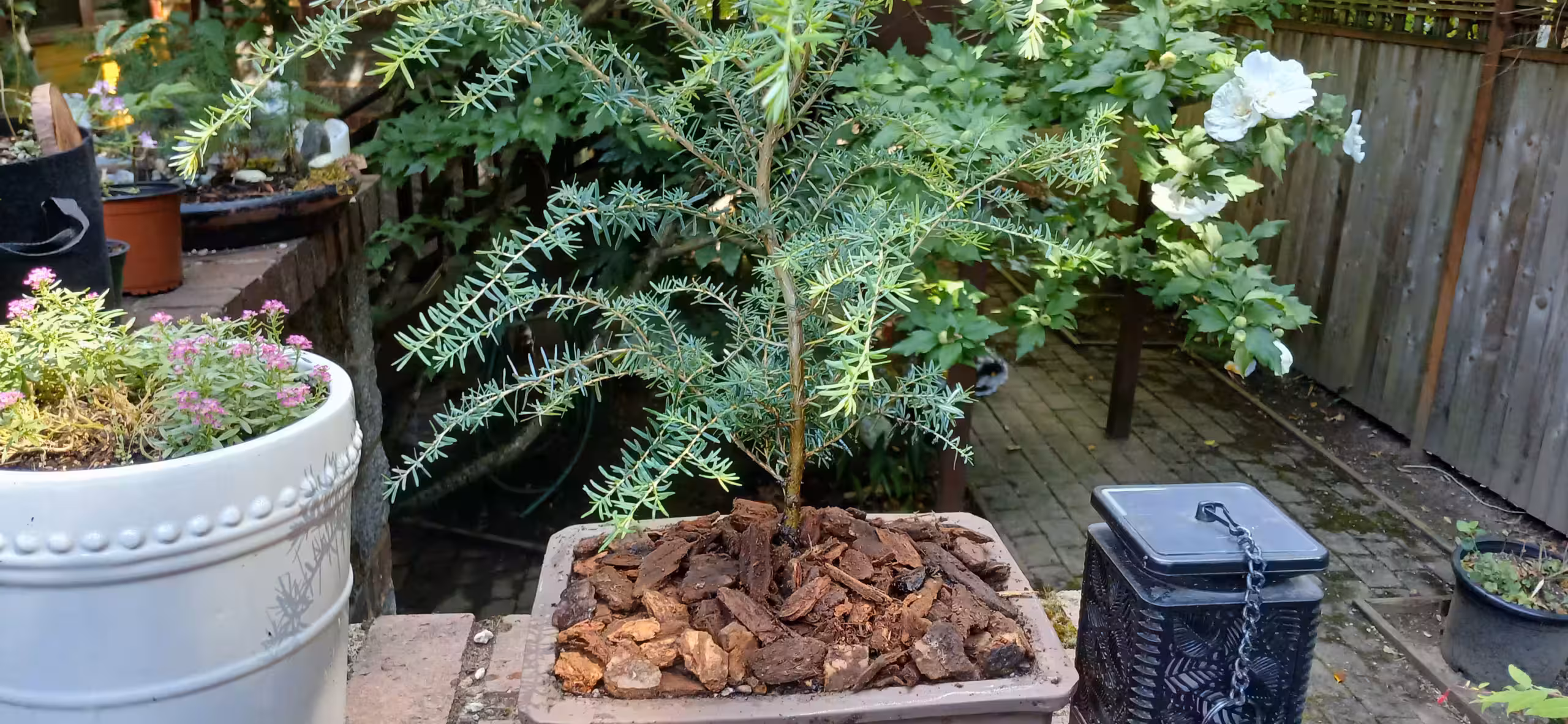 Western hemlock bonsai in brown rectangular pot, outdoors.