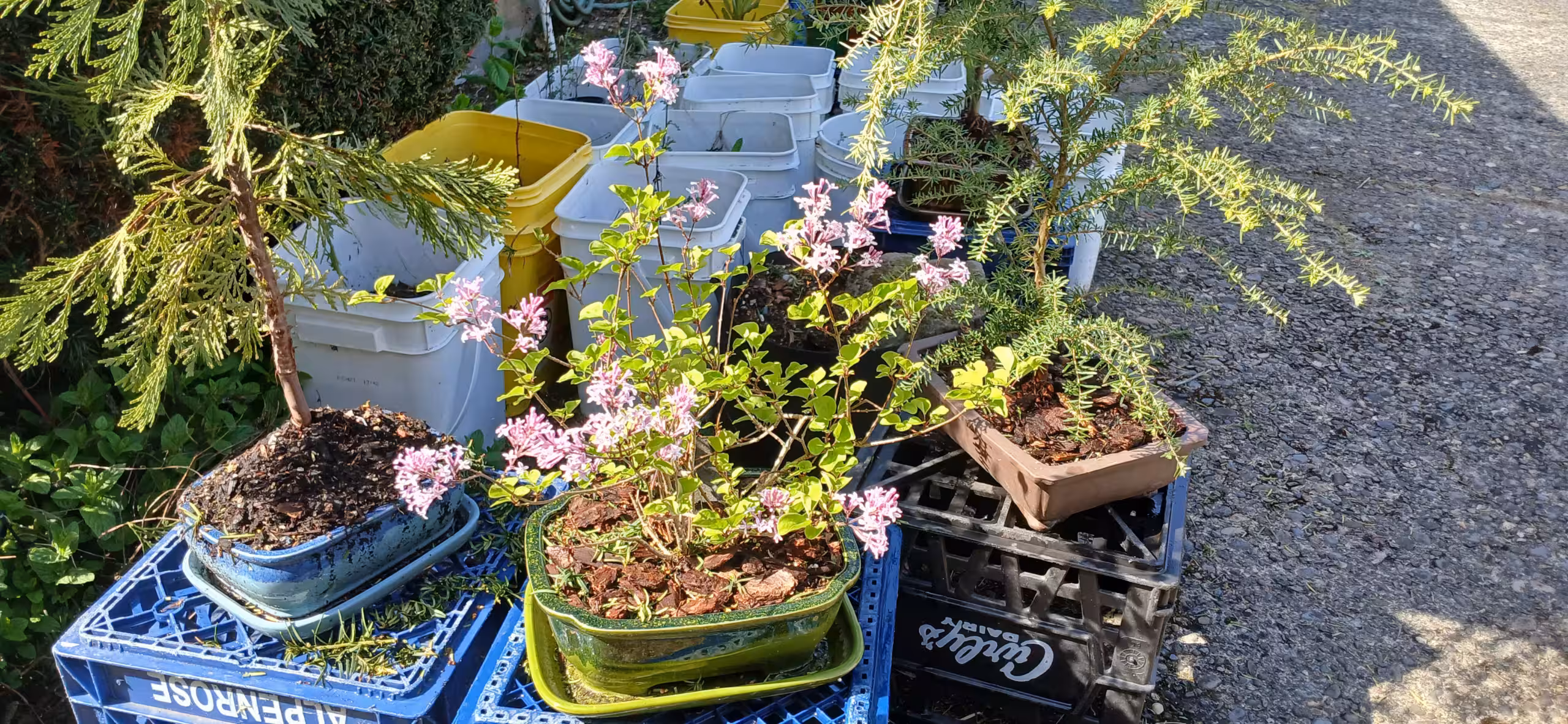 My lilac with pink blooms, in a green rectangular pot, sitting between my incense cedar and western hemlock bonsais.