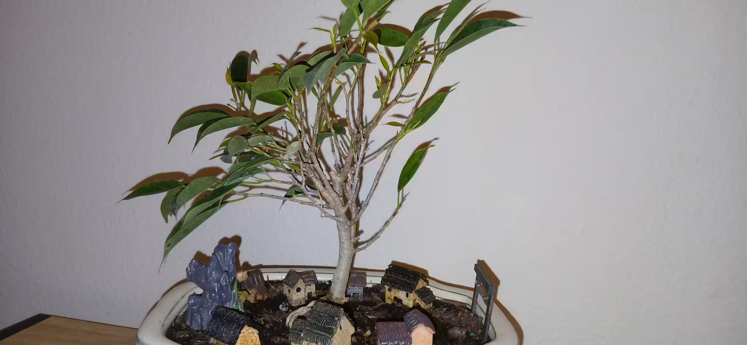 Wide view of ficus oriental bonsai tree. Arranged in a white pot with miniature houses and a small "mountain"