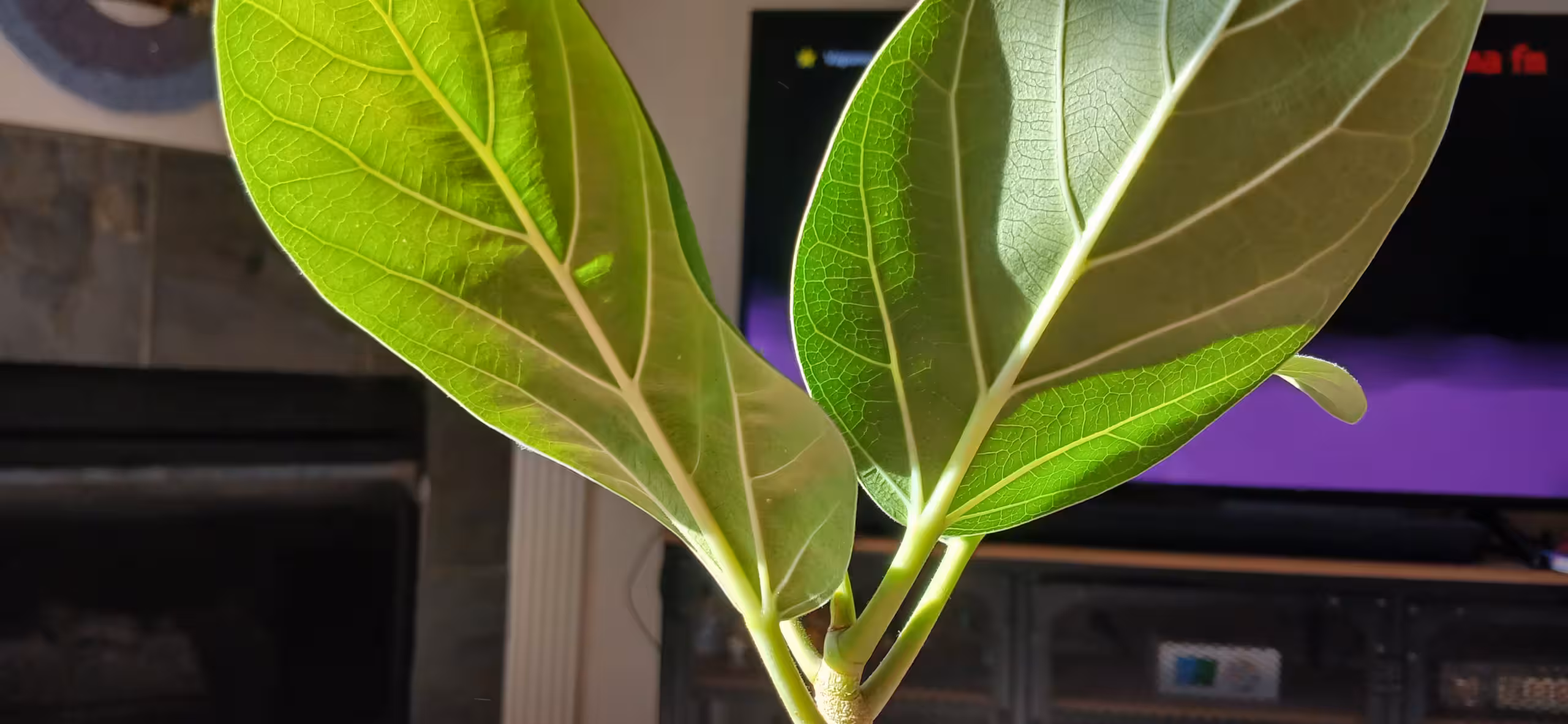 Close up of the banyan tree leaves