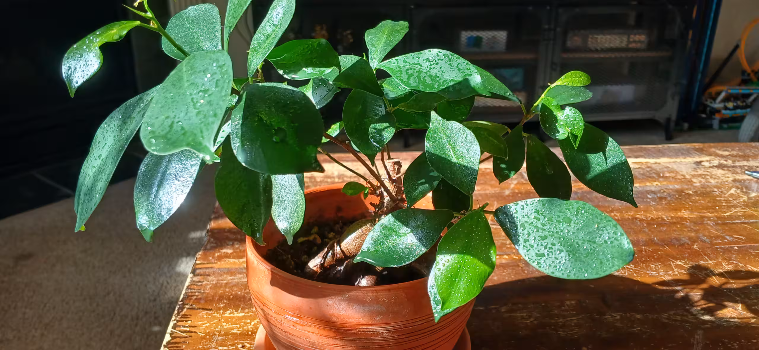 Ginger ficus tree