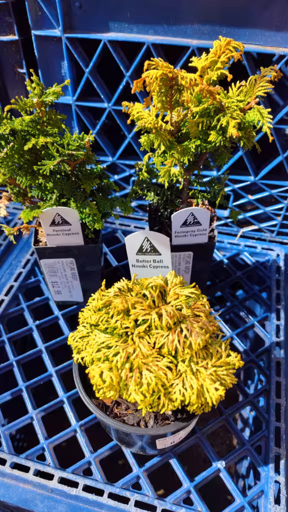 Original trees in GMP: Fernleaf Hinoki and Fernspray Gold Hioki Cypress trees, and a Butter Ball Cypress.